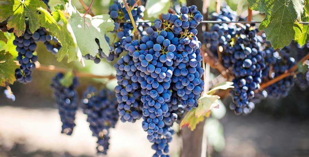 Migliori produzione vinicole siciliane